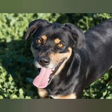 ABEL, Hund, Mischlingshund in Spanien - Bild 1