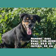 ABEL, Hund, Mischlingshund in Spanien - Bild 2