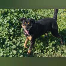 ABEL, Hund, Mischlingshund in Spanien - Bild 3