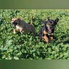 ABEL, Hund, Mischlingshund in Spanien - Bild 4