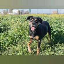 ABEL, Hund, Mischlingshund in Spanien - Bild 5