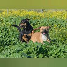ABEL, Hund, Mischlingshund in Spanien - Bild 8