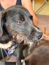 ROCK, Hund, Mischlingshund in Spanien - Bild 4