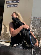 ROCK, Hund, Mischlingshund in Spanien - Bild 5