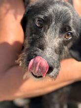 ROCK, Hund, Mischlingshund in Spanien - Bild 6