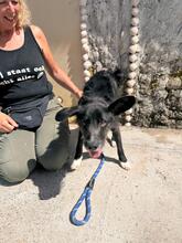 ROCK, Hund, Mischlingshund in Spanien - Bild 7