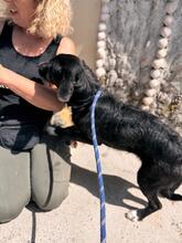 ROCK, Hund, Mischlingshund in Spanien - Bild 8