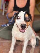 MANCHAS, Hund, Bodeguero Andaluz-Mix in Spanien - Bild 1