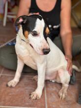 MANCHAS, Hund, Bodeguero Andaluz-Mix in Spanien - Bild 2