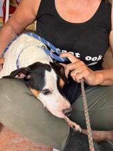MANCHAS, Hund, Bodeguero Andaluz-Mix in Spanien - Bild 4