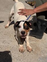 MANCHAS, Hund, Bodeguero Andaluz-Mix in Spanien - Bild 5