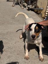 MANCHAS, Hund, Bodeguero Andaluz-Mix in Spanien - Bild 6