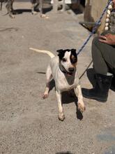 MANCHAS, Hund, Bodeguero Andaluz-Mix in Spanien - Bild 7