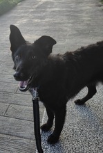 MALTA, Hund, Border Collie-Mix in Spanien - Bild 1