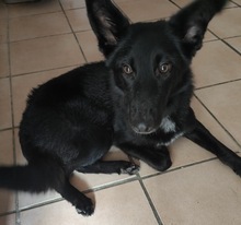 MALTA, Hund, Border Collie-Mix in Spanien - Bild 2
