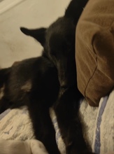 MALTA, Hund, Border Collie-Mix in Spanien - Bild 3