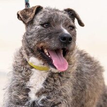 TIARA, Hund, Mischlingshund in Rumänien - Bild 1