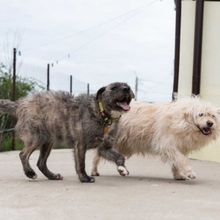 TIARA, Hund, Mischlingshund in Rumänien - Bild 11