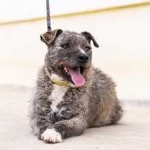 TIARA, Hund, Mischlingshund in Rumänien - Bild 12