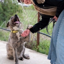 TIARA, Hund, Mischlingshund in Rumänien - Bild 13