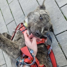TIARA, Hund, Mischlingshund in Rumänien - Bild 3