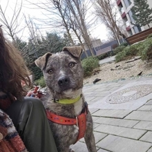 TIARA, Hund, Mischlingshund in Rumänien - Bild 4