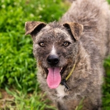 TIARA, Hund, Mischlingshund in Rumänien - Bild 6