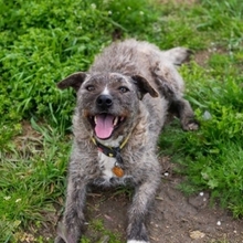 TIARA, Hund, Mischlingshund in Rumänien - Bild 7