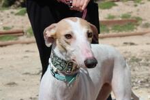 NIEBLA, Hund, Galgo Español in Spanien - Bild 1