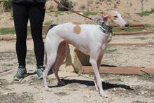 NIEBLA, Hund, Galgo Español in Spanien - Bild 2