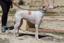 NIEBLA, Hund, Galgo Español in Spanien - Bild 3