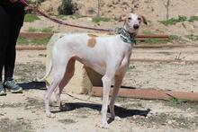 NIEBLA, Hund, Galgo Español in Spanien - Bild 4