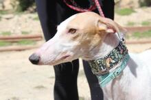 NIEBLA, Hund, Galgo Español in Spanien - Bild 5