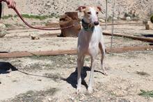 NIEBLA, Hund, Galgo Español in Spanien - Bild 6