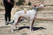 NIEBLA, Hund, Galgo Español in Spanien - Bild 7