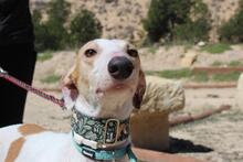 NIEBLA, Hund, Galgo Español in Spanien - Bild 8