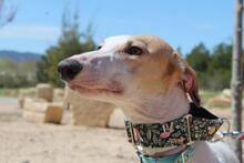 NIEBLA, Hund, Galgo Español in Spanien - Bild 9