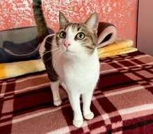 KATHY, Katze, Europäisch Kurzhaar in Bulgarien - Bild 2