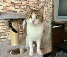 KATHY, Katze, Europäisch Kurzhaar in Bulgarien - Bild 3