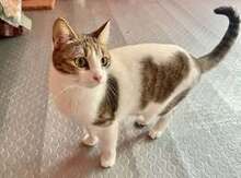 KATHY, Katze, Europäisch Kurzhaar in Bulgarien - Bild 5