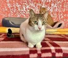KATHY, Katze, Europäisch Kurzhaar in Bulgarien - Bild 6