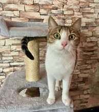 KATHY, Katze, Europäisch Kurzhaar in Bulgarien - Bild 7
