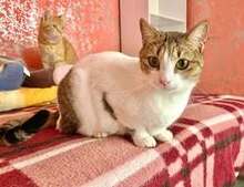 KATHY, Katze, Europäisch Kurzhaar in Bulgarien - Bild 8
