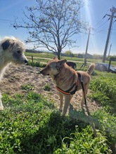 STELLA2, Hund, Mischlingshund in Rumänien