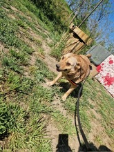 STELLA2, Hund, Mischlingshund in Rumänien - Bild 10