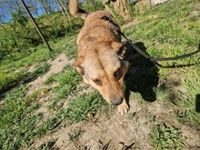 STELLA2, Hund, Mischlingshund in Rumänien - Bild 11