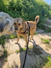STELLA2, Hund, Mischlingshund in Rumänien - Bild 2
