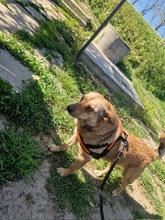 STELLA2, Hund, Mischlingshund in Rumänien - Bild 3