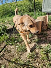 STELLA2, Hund, Mischlingshund in Rumänien - Bild 4
