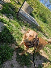 STELLA2, Hund, Mischlingshund in Rumänien - Bild 5